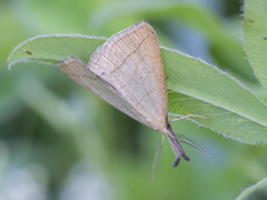 Polypogon tentacularia