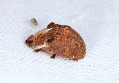 Trachymela papuligera