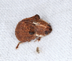 Trachymela papuligera