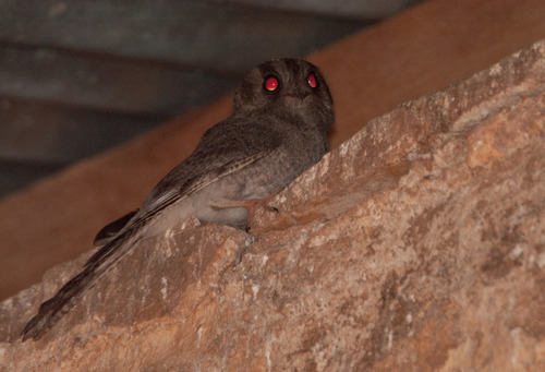 Aegotheles cristatus
