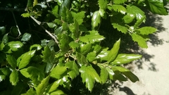 Quercus × ganderi