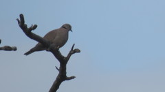 Streptopelia tranquebarica humilis