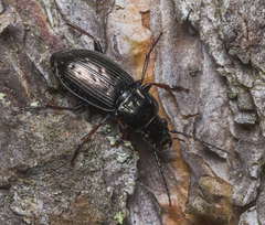 Pterostichus oblongopunctatus