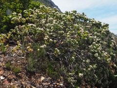 Leucospermum bolusii