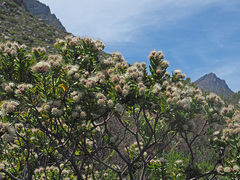 Leucospermum bolusii