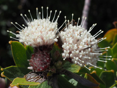 Leucospermum bolusii
