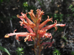 Tritoniopsis antholyza