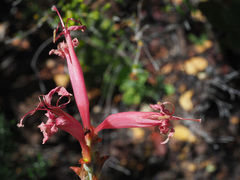Tritoniopsis antholyza