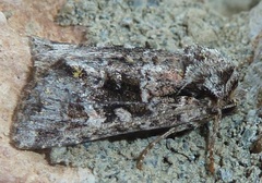 Lacinipolia cuneata
