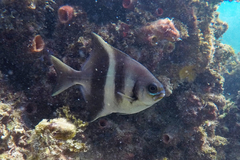 Scorpis georgiana