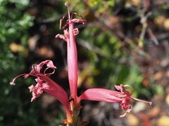 Tritoniopsis antholyza