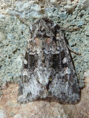 Lacinipolia cuneata