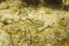 Omobranchus germaini