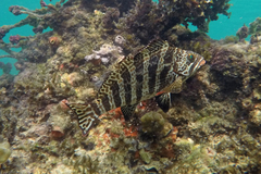 Goniistius rubrolabiatus