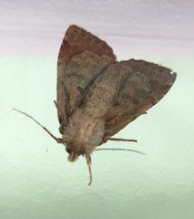 Parastichtis suspecta