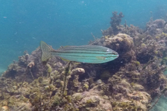 Helotes octolineatus