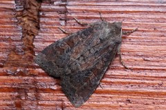 Parastichtis suspecta