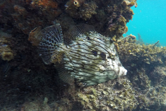 Chaetodermis penicilligerus