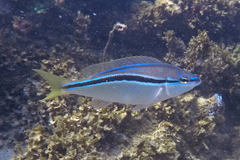 Striped Whiptail photo 5