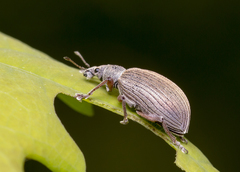 Polydrusus mollis