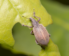 Polydrusus mollis