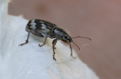 Polydrusus tereticollis