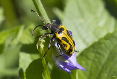 Brachyta interrogationis