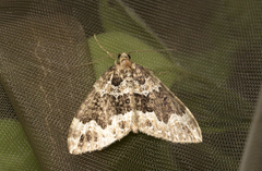 Lampropteryx suffumata