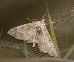 Paradarisa consonaria