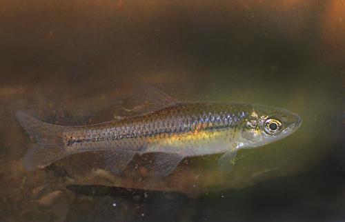 Topmouth Gudgeon
