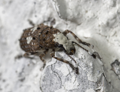 Platystomos albinus