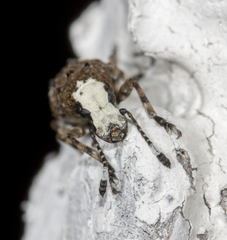 Platystomos albinus