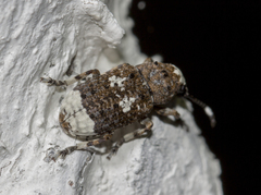 Platystomos albinus