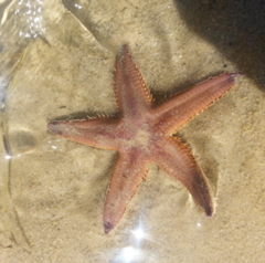 Astropecten preissi