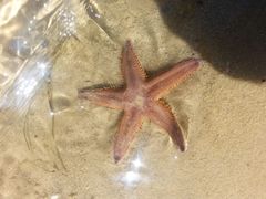 Astropecten preissi