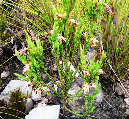 Image of Erica dianthifolia by (c) linkie, some rights reserved (CC BY)
