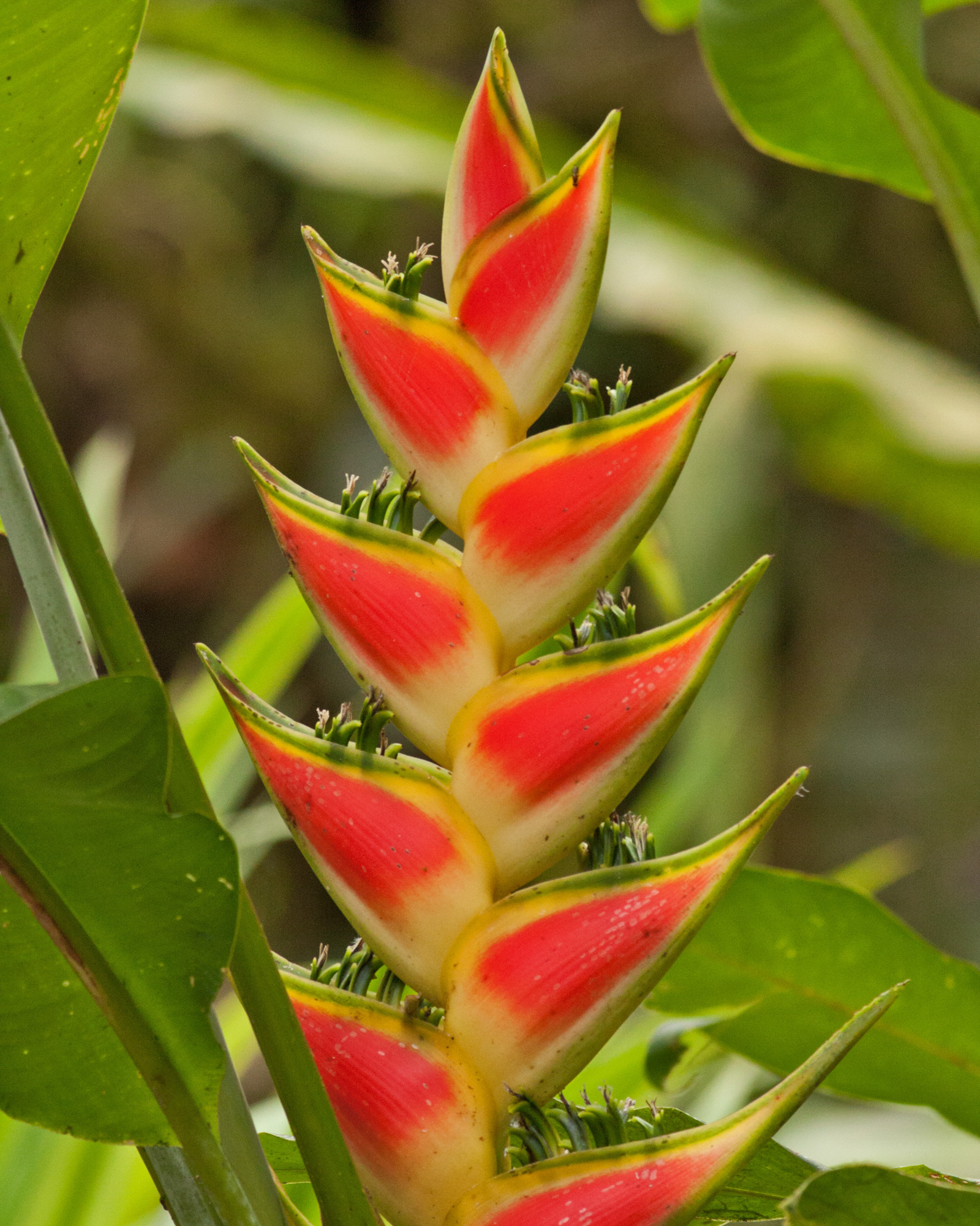 Heliconia wagneriana