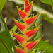 Heliconia wagneriana - Photo (c) Holly Greening, μερικά δικαιώματα διατηρούνται (CC BY-NC), uploaded by Holly Greening