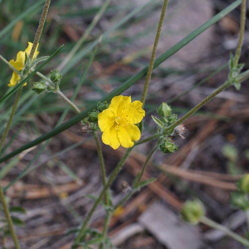 Image of Potentilla crinita by (c) Andrew Tree, some rights reserved (CC BY)
