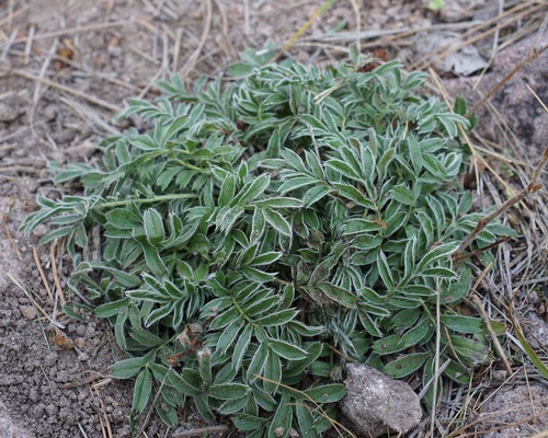 Image of Potentilla crinita by (c) Andrew Tree, some rights reserved (CC BY)