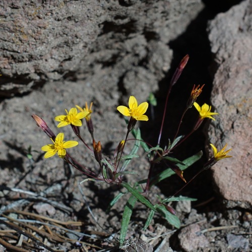 Image of Pectis filipes by (c) Andrew Tree, some rights reserved (CC BY)
