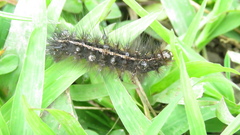 Creatonotos transiens vacillans