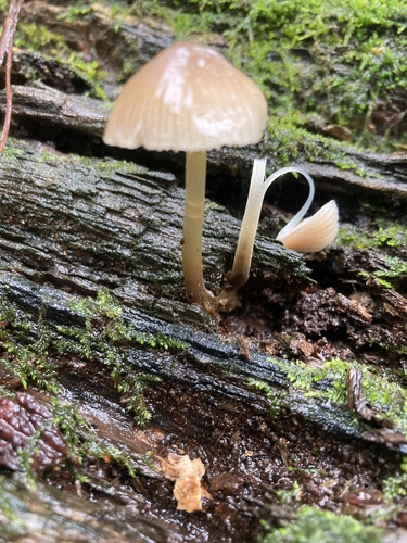 Mycena