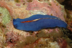 Pseudoceros liparus