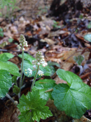 Tiarella