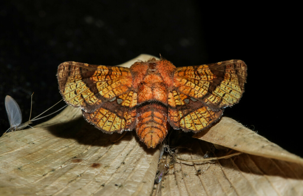 Dysodia angulisola