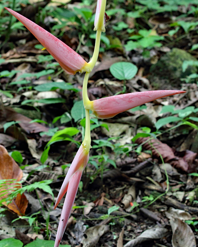 Heliconia penduloides