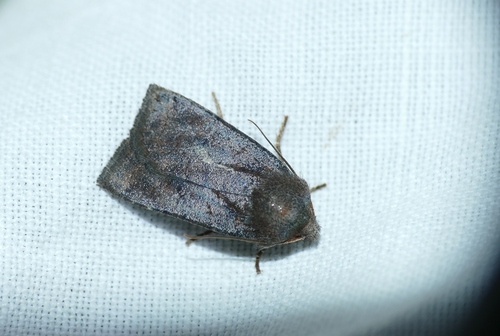 Conistra ligula
