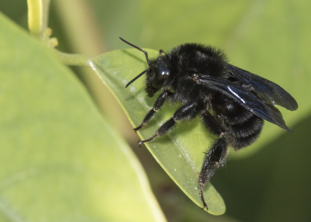 Paulista Bumble Bee