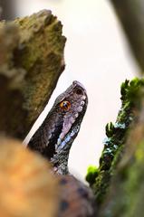 Vipera aspis aspis